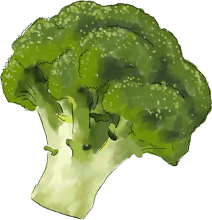 ブロッコリーのイラスト